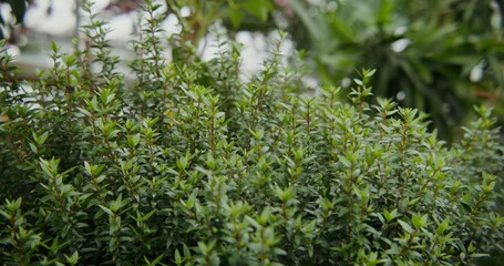 Greenhouse for growing indoor plants. Bushy shrub with small leaves close-up