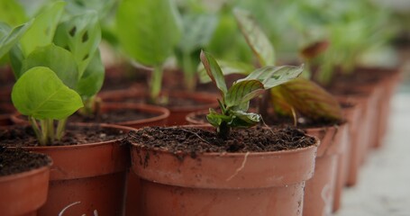 Greenhouse for growing indoor plants. Small pots with newly transplanted shoots in them stand in even rows