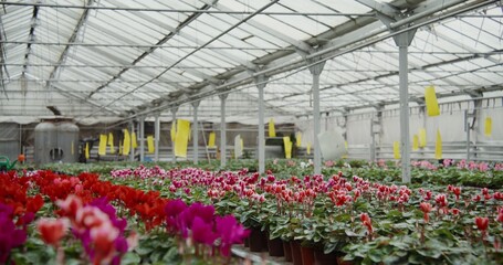 Many pots in blooming indoor and outdoor flowers stand on tables in a greenhouse for growing plants, shooting in daylight