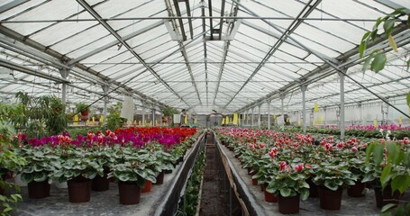 Many pots in blooming indoor and outdoor flowers stand on tables in a greenhouse for growing...