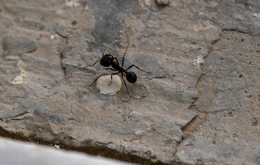 Fourmi Aphaenogaster spinosa