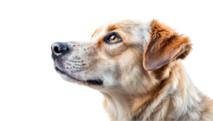 Photo - Curious Canine Gaze, Dog, Pet, Fur, Animal Portrait, Golden, Mammal, Eyes, Nose, Ears