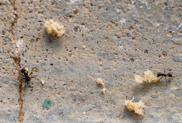 Fourmi Aphaenogaster spinosa transportant de la nourriture