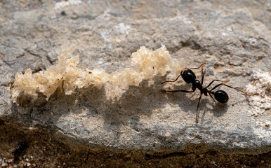 Fourmi Aphaenogaster spinosa transportant de la nourriture