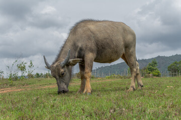 Obraz premium Cow eating grass with dramatic clouds in sky