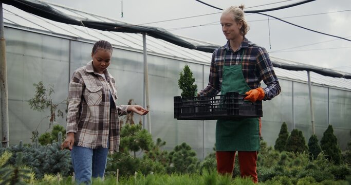 A young african american woman selects plants for purchase, a florist man helps her make a choice and carries a pallet of plants. A nursery for growing plants