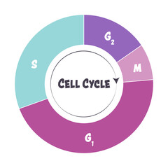 Phases of the cell cycle scientific illustration graphic