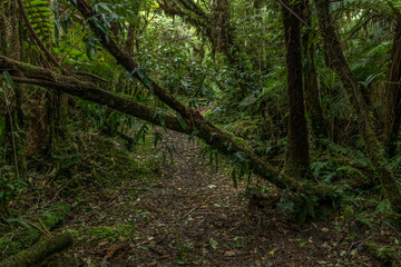 Jungle under Fox Glacier, New Zealand