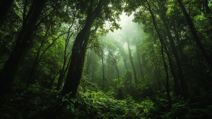Fototapeta premium Lush Green Forest with Sunlight Streaming Through Fog