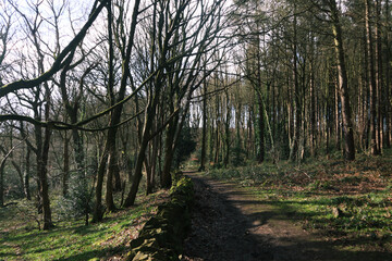footpath in the woods