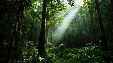 Obraz premium Sunlight Beams Through Lush Green Rainforest