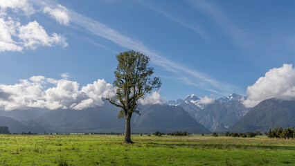 Single tree, blue sky and clouds