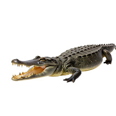 Fototapeta premium Crocodile isolated on transparent background. Crocodile png