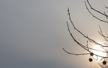 Sycamore tree branch silhouetted against winter sunset