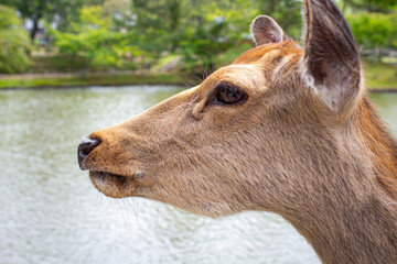 Portrait of a Deer