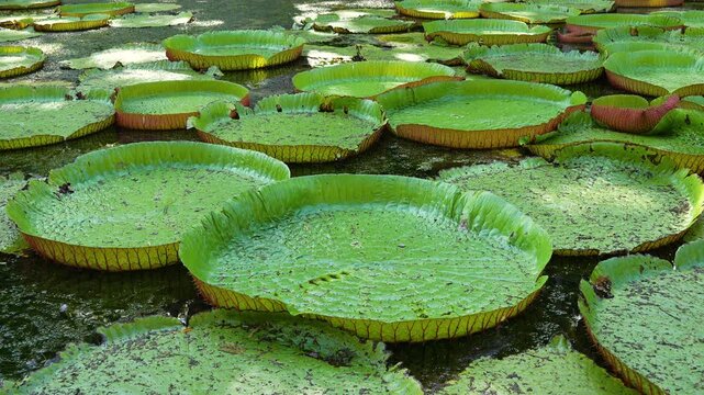 A tranquil footage of world famous pond with giant water lilies in the botanical garden of Pampelmousses, Mauritius island. Exposure of Victoria Amazonica also known as Giant Waterlilies