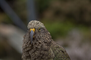 kea