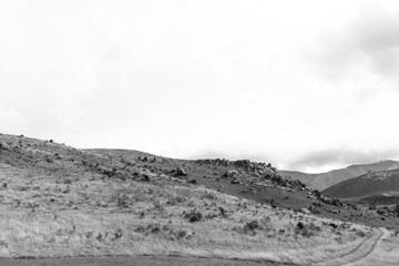 New Zealand grass field, black and white