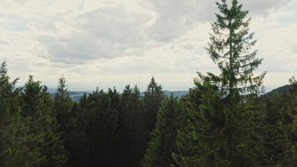 The drone rises above the tops of the fir trees, opening a beautiful view of the green hilly valley illuminated by the sun's rays breaking through the clouds.