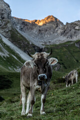 Braunvieh in Allg&auml;uer Alpen