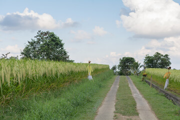 Terrace rice field in Bali in Indonesia