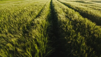 Deep furrows from a passed car on tall green grass. Picturesque meadow, drone video