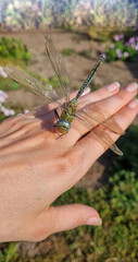 dragonfly on hand. Vertical photo