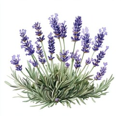 Naklejka premium Beautiful stock floral image with a hand-drawn watercolor lavender blossom. Stock clip art