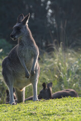 Grey kangaroo female standing on grass field