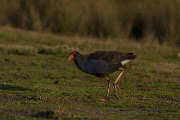 Dusky Moorhen (Common gallinule or Gallinula galeata)