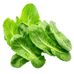 Obraz premium Food photography urban harvest of fresh romaine lettuce