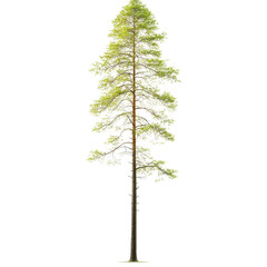 Obraz premium Tall green pine tree forest nature photography outdoors vertical