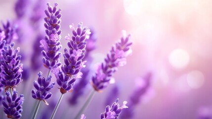 Obraz premium Lavender flowers in sunlight with soft bokeh