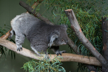 Koala close-up