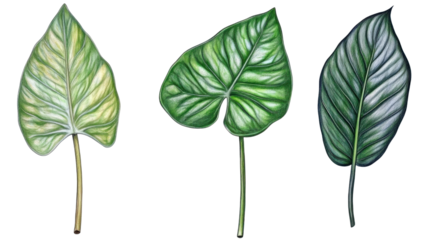 Vibrant leaf studies nature botanical illustration close-up greenery