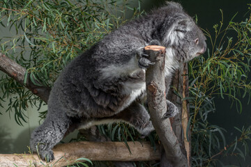 Koala climbing close-up