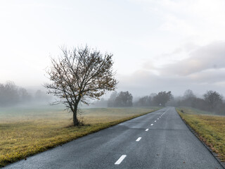 Fototapeta premium solitary tree next to road