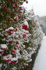 雪の南禅寺　境内の積雪　京都市左京区