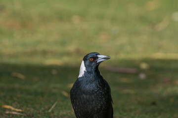 Australian magpie (Gymnorhina tibicen)