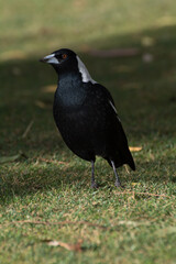 Australian magpie (Gymnorhina tibicen)