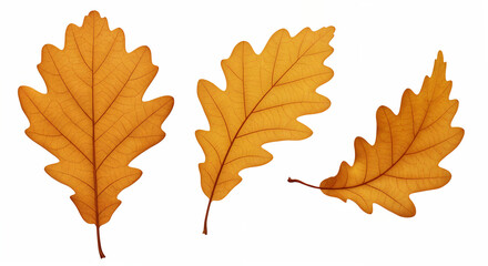 Obraz premium Autumn orange oak leaves in various poses isolated on white background for stylish autumn design