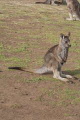 small kangaroo standing