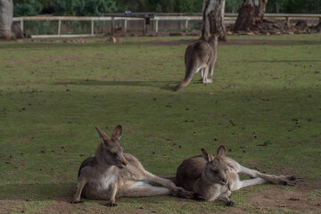 White Lipicanec with young brown foal next to mother
