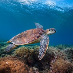 Obraz premium A close-up of a majestic sea turtle gliding gracefully through crystal-clear waters, surrounded by vibrant coral reefs. The image captures the texture of the turtle's shell and the soft movements