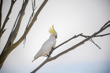 sulphur-crested cockatoo (Cacatua galerita)  on branch © user
