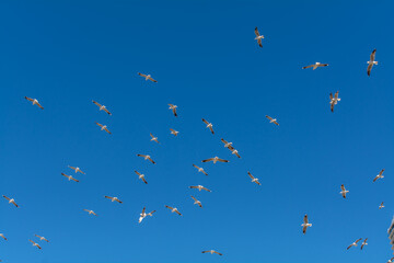 Deep blue sky and seagulls