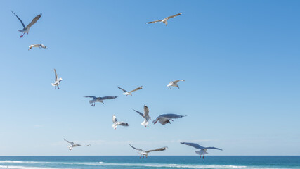 Blue sky and group of seagulls