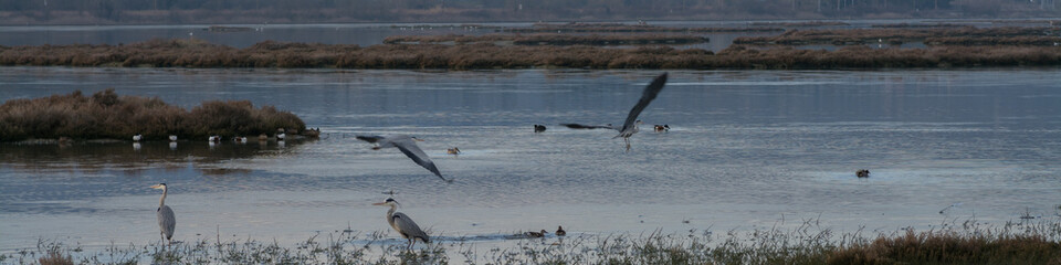birds over lake