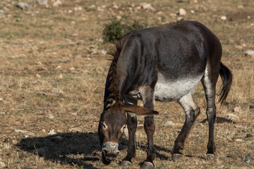 mule laughing