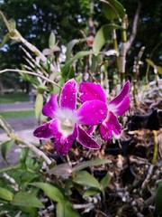 Vibrant Purple Orchid Blooms in Lush Garden Setting